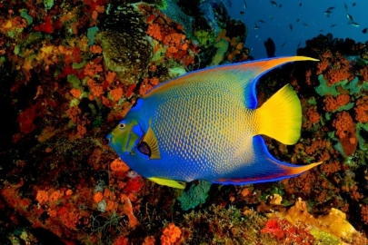 Los mejores cursos de buceo de Venezuela - Arrecife Diver's
