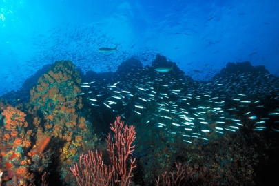 Cuando buceas con Arrecife en Los Roques, te diviertes, relajas y aprendes - Certifícate en buceo con PADI o SSI