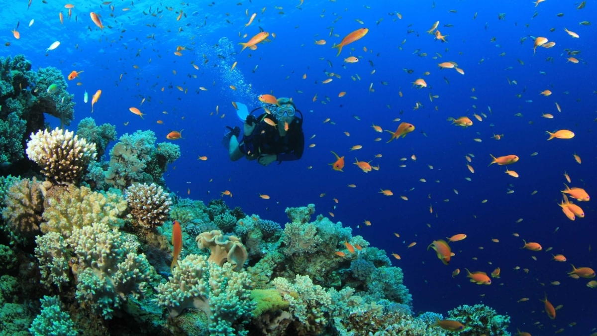 Centros de Buceo en Venezuela - Arrecife Diver's - Los Roques